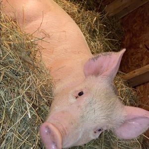 Meet your Posher, Hannah